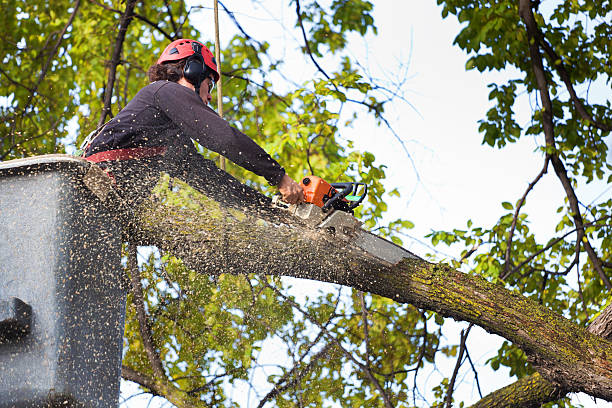 Trusted Darby, PA Tree Service Experts